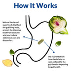 Gut Alive by Holistic Health Labs: Natural Relief for Digestive Harmony